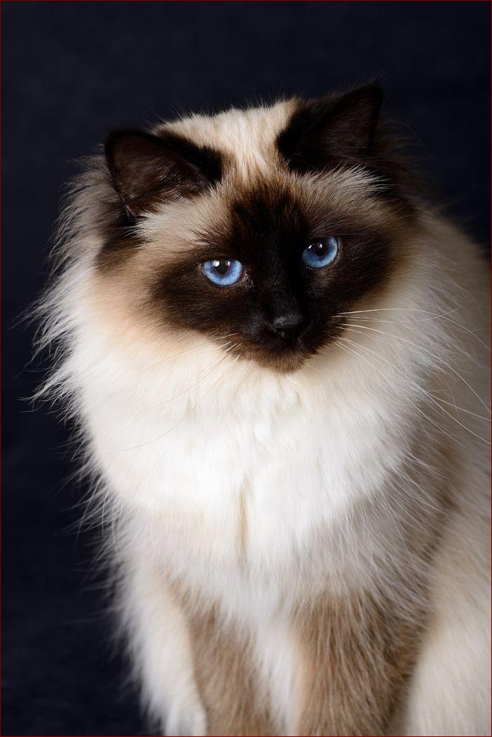 Najładniejsze koty na świecie: 10 ras, które skradną twoje serce swoim urokiem