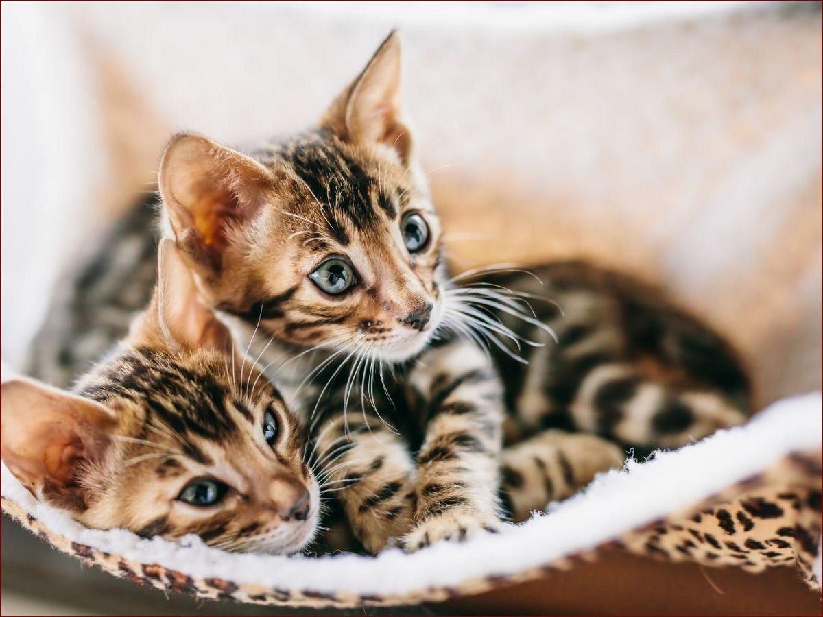 Najładniejsze koty na świecie: 10 ras, które skradną twoje serce swoim urokiem