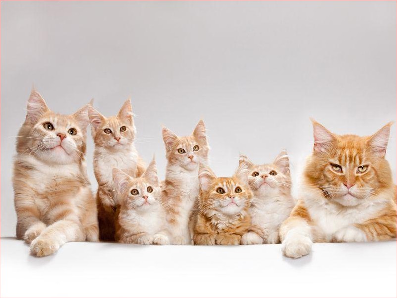 Najładniejsze koty na świecie: 10 ras, które skradną twoje serce swoim urokiem