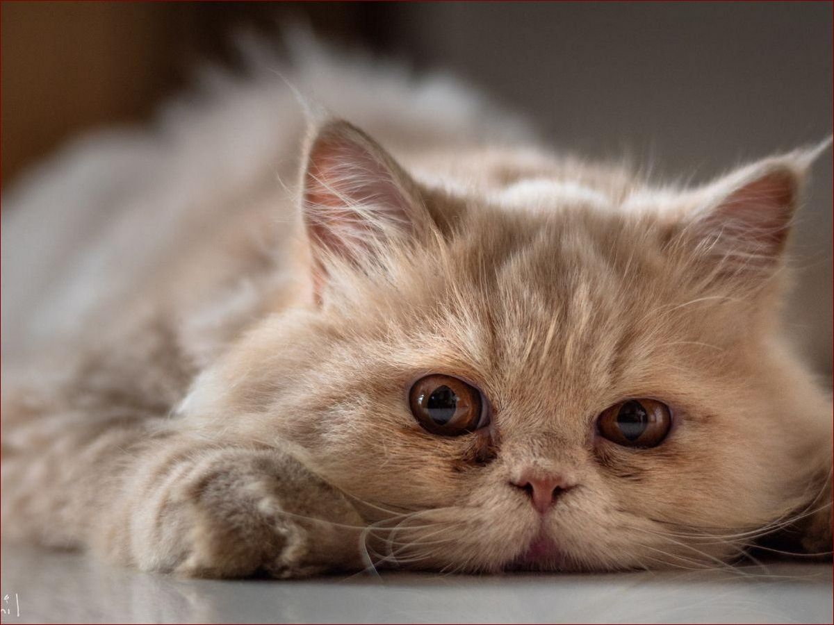 Najładniejsze koty na świecie: 10 ras, które skradną twoje serce swoim urokiem