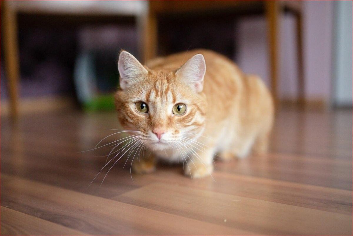 Objawy raka u psa - niepokojące sygnały, na które należy zwrócić uwagę