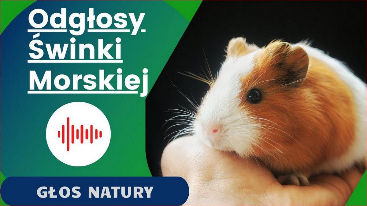 Odgłosy świnki morskiej: Odkryj ich sekretne znaczenie dla silnej więzi () Odgłosy świnki morskiej: Odkryj ich sekretne znaczenie dla silnej więzi