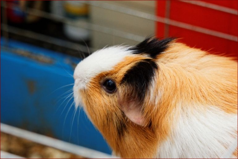 Odgłosy świnki morskiej: Odkryj ich sekretne znaczenie dla silnej więzi () Odgłosy świnki morskiej: Odkryj ich sekretne znaczenie dla silnej więzi