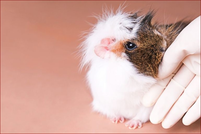 Odgłosy świnki morskiej: Odkryj ich sekretne znaczenie dla silnej więzi () Odgłosy świnki morskiej: Odkryj ich sekretne znaczenie dla silnej więzi