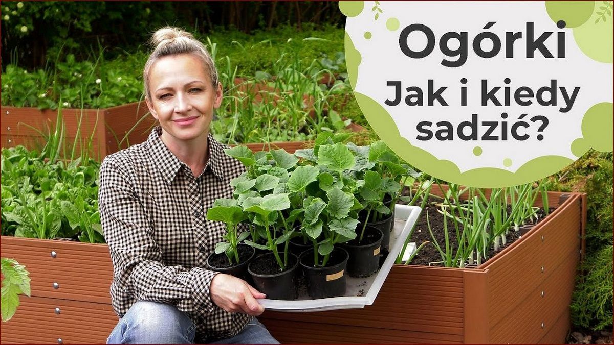 Ogórki szklarniowe - kiedy siać? Poznaj tajniki idealnego terminu siewu () Ogórki szklarniowe - kiedy siać? Poznaj tajniki idealnego terminu siewu