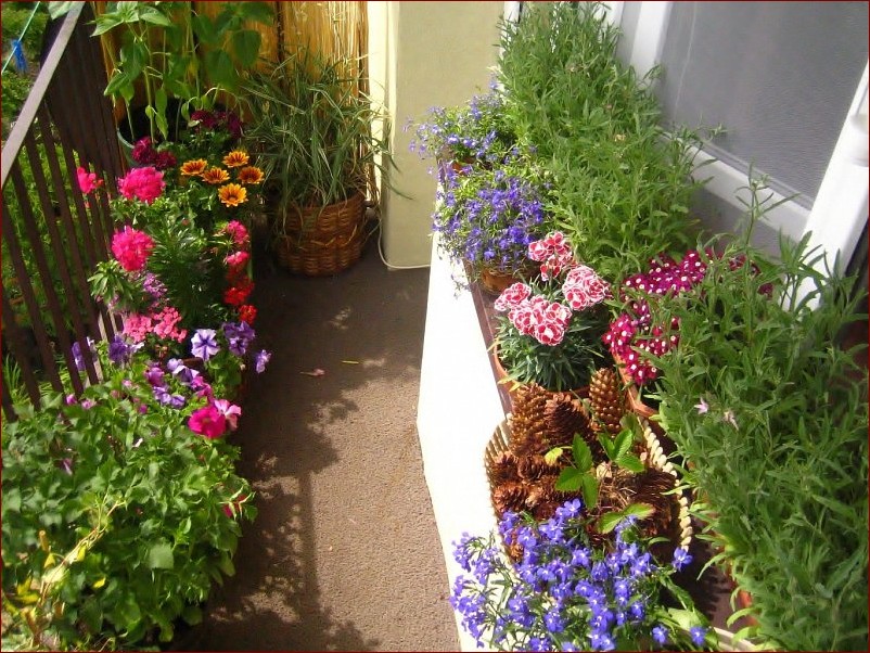 Ogródek na balkonie - zazieleń swoje miejskie życie od nowa!