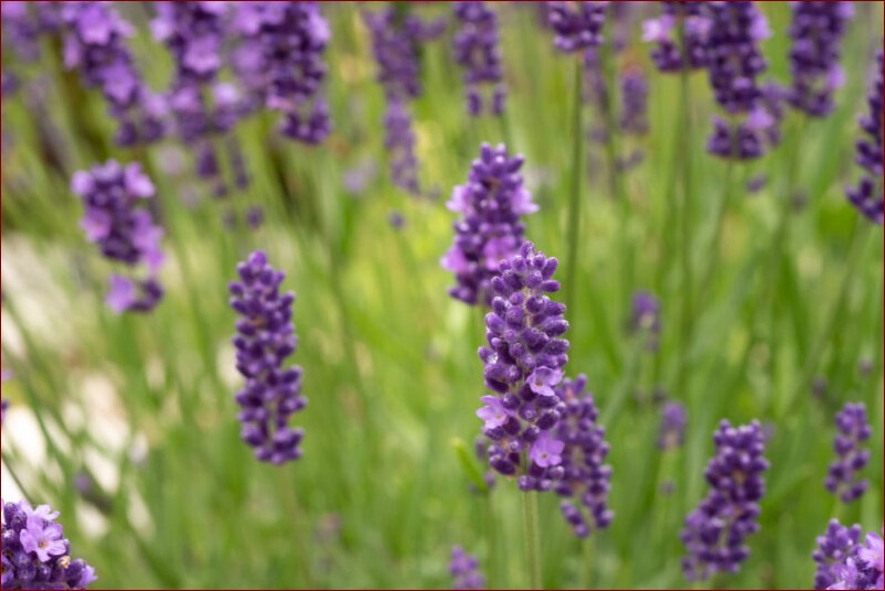 Oleander jaka ziemia? Sprawdź jaką glebę wybrać dla tych pięknych krzewów