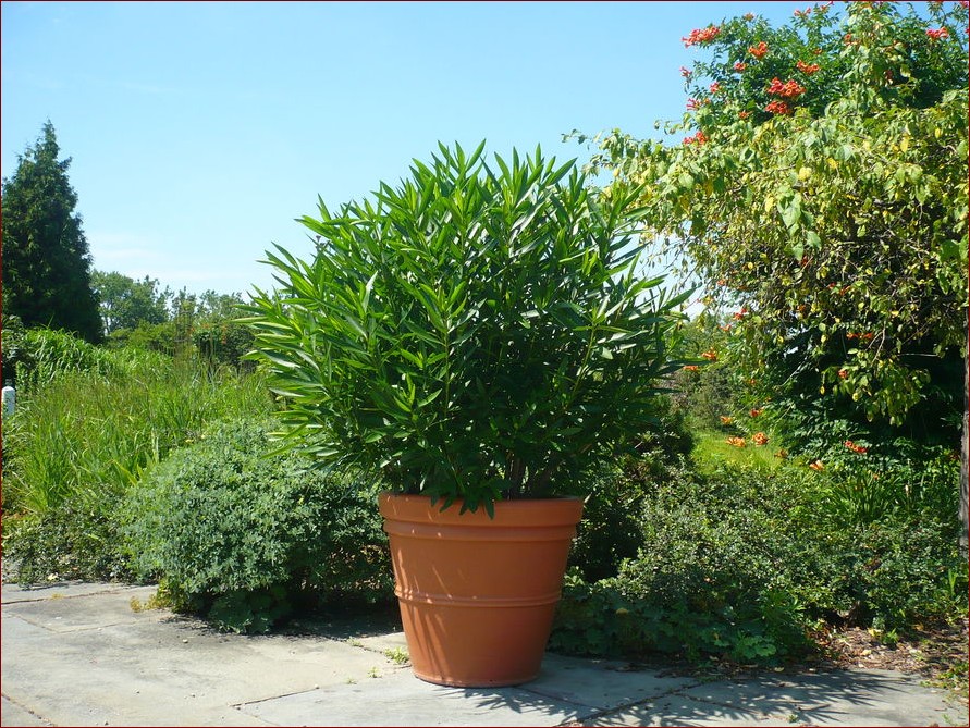 Oleander jaka ziemia? Sprawdź jaką glebę wybrać dla tych pięknych krzewów