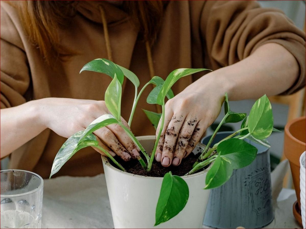 Oleander jaka ziemia? Sprawdź jaką glebę wybrać dla tych pięknych krzewów
