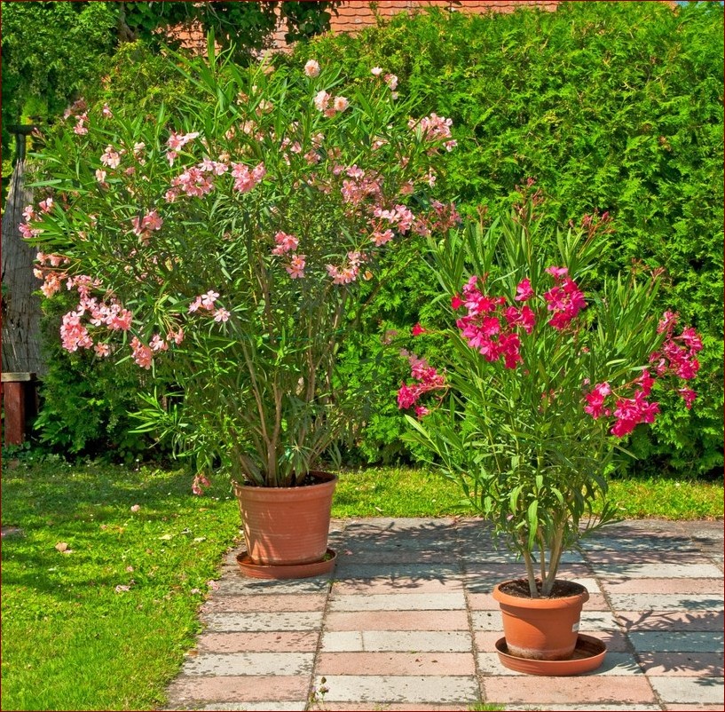 Oleander nie kwitnie? Odkryj 7 przyczyn i sprawdzone sposoby na pięknie kwitnące krzewy () Oleander nie kwitnie? Odkryj 7 przyczyn i sprawdzone sposoby na pięknie kwitnące krzewy