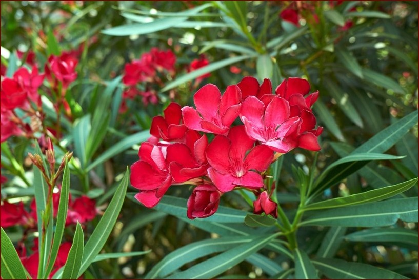 Oleander nie kwitnie? Odkryj 7 przyczyn i sprawdzone sposoby na pięknie kwitnące krzewy () Oleander nie kwitnie? Odkryj 7 przyczyn i sprawdzone sposoby na pięknie kwitnące krzewy