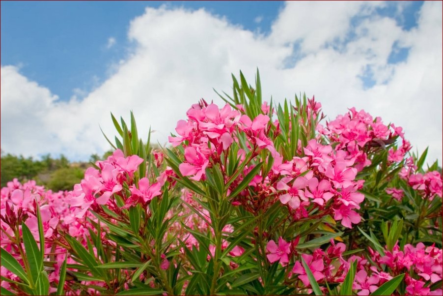Oleander nie kwitnie? Odkryj 7 przyczyn i sprawdzone sposoby na pięknie kwitnące krzewy () Oleander nie kwitnie? Odkryj 7 przyczyn i sprawdzone sposoby na pięknie kwitnące krzewy