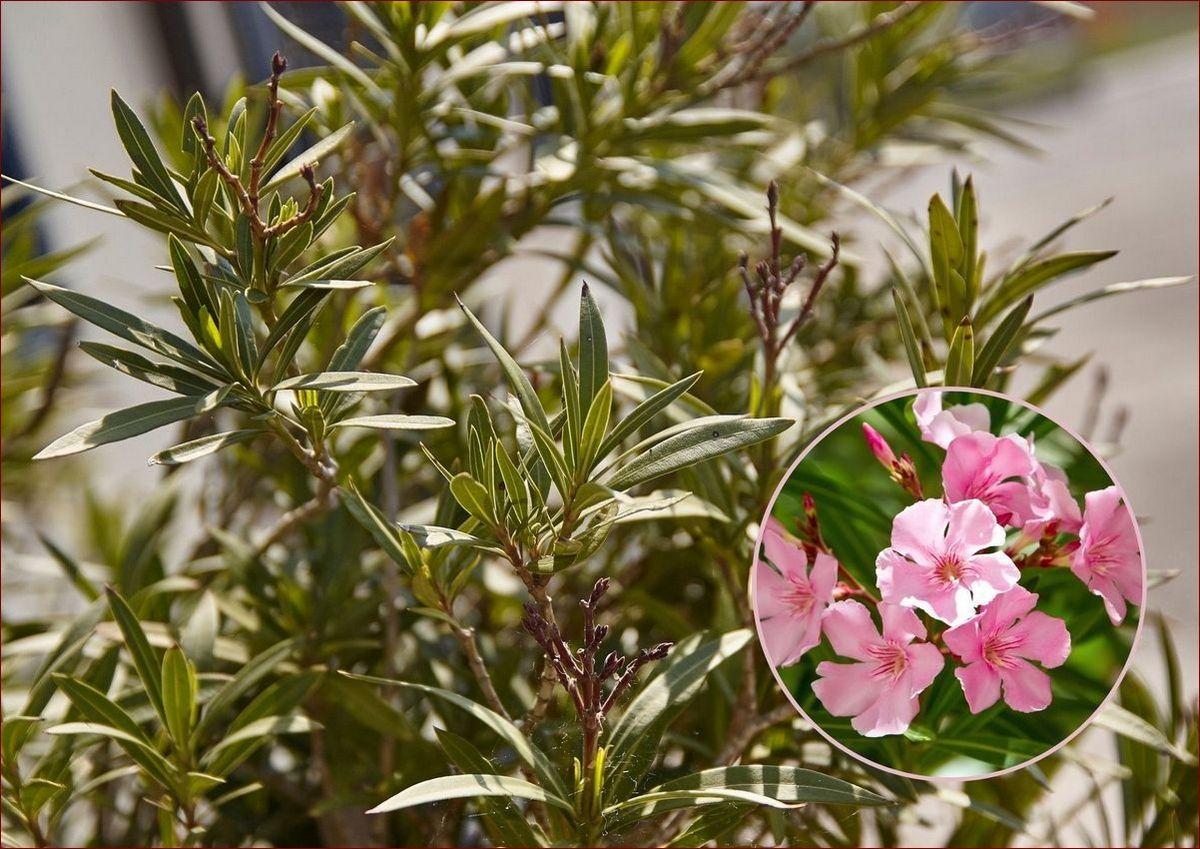 Oleander nie kwitnie? Odkryj 7 przyczyn i sprawdzone sposoby na pięknie kwitnące krzewy () Oleander nie kwitnie? Odkryj 7 przyczyn i sprawdzone sposoby na pięknie kwitnące krzewy