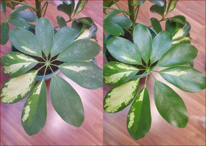 Olejek neem do roślin - naturalny sojusznik ogrodnika w walce ze szkodnikami
