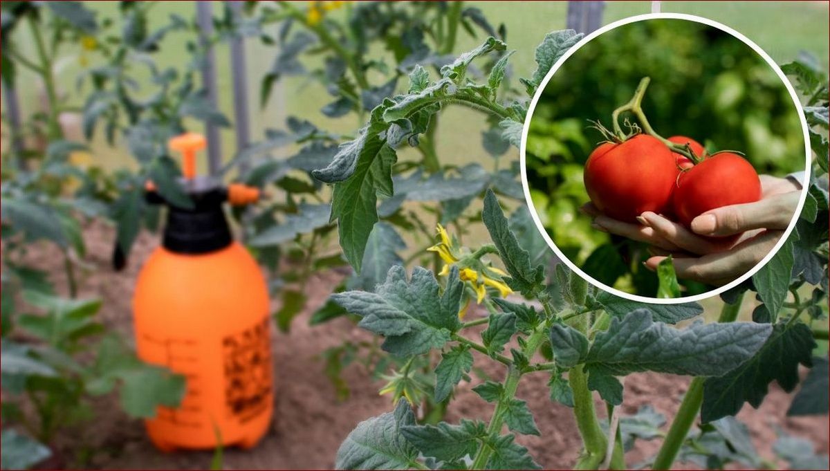 Oprysk z czosnku – naturalna broń przeciw owadom i grzybom w Twoim ogrodzie