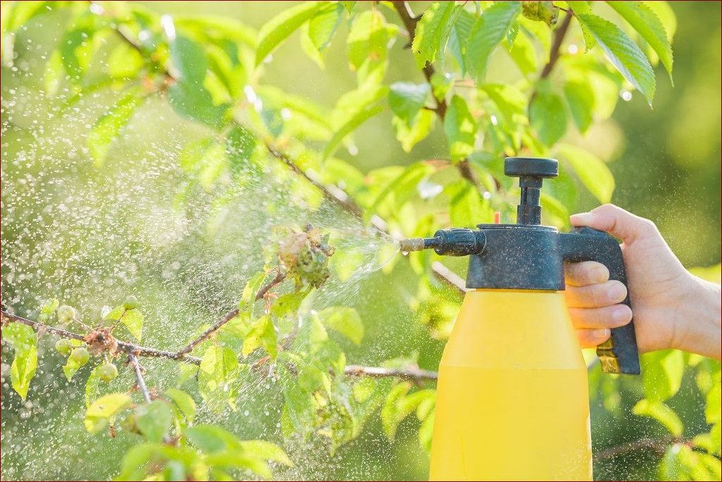 Oprysk z czosnku – naturalna broń przeciw owadom i grzybom w Twoim ogrodzie