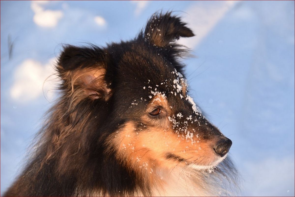 Owczarek szetlandzki krótkowłosy – psi kompan idealny dla aktywnych rodzin