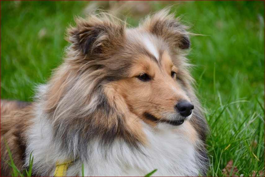 Owczarek szetlandzki krótkowłosy – psi kompan idealny dla aktywnych rodzin