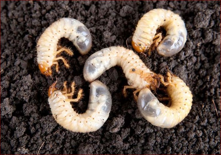 Pędraki w ziemi - nieocenieni sprzymierzeńcy ogrodników. Odkryj ich znaczenie!