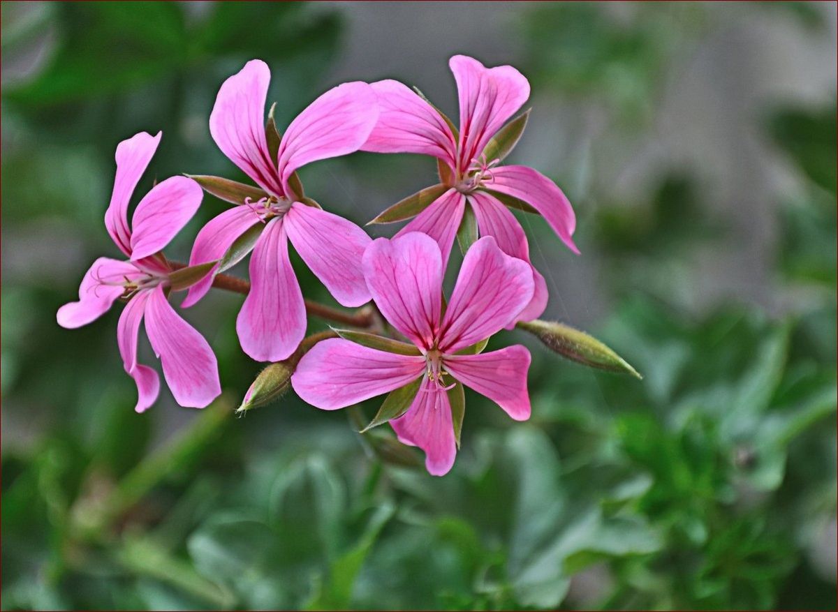 Pelargonia afrykańska właściwości - odkryj sekretne moce tej niezwykłej rośliny () Pelargonia afrykańska właściwości - odkryj sekretne moce tej niezwykłej rośliny