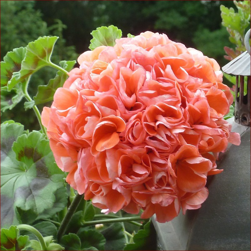 Pelargonia żółte liście? Poznaj 7 przyczyn i skuteczne rozwiązania problemu