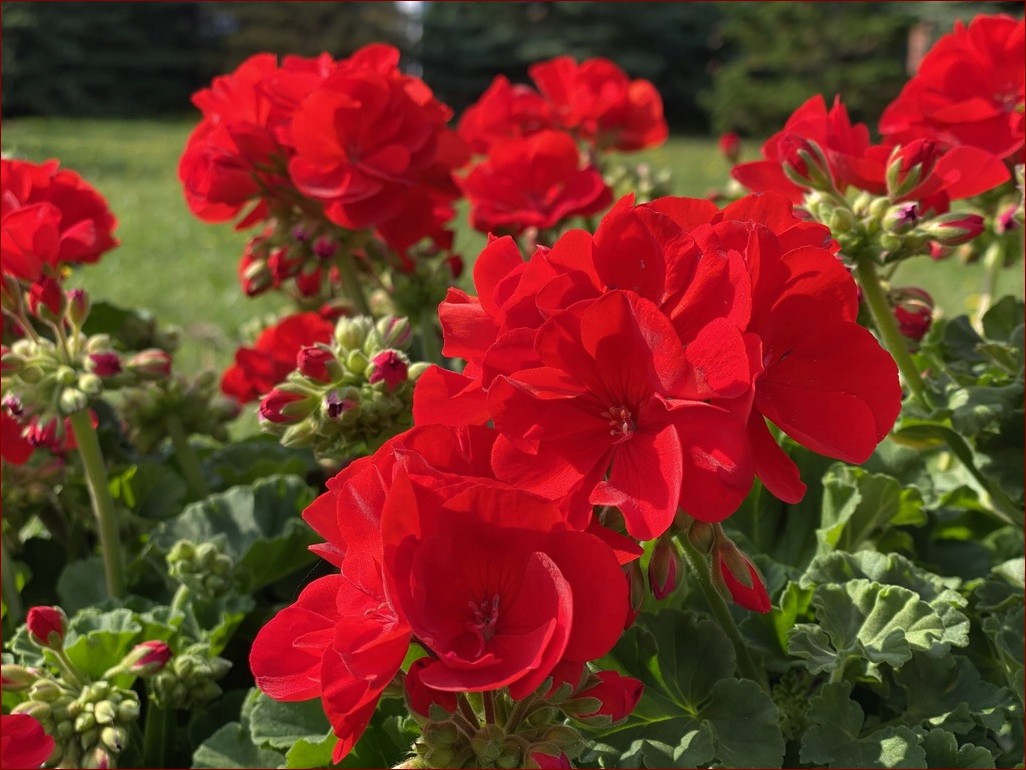 Pelargonia żółte liście? Poznaj 7 przyczyn i skuteczne rozwiązania problemu