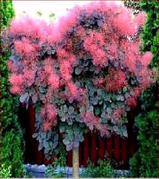 Perukowiec na pniu - Rewolucyjna metoda na naturalnie wyglądające włosy