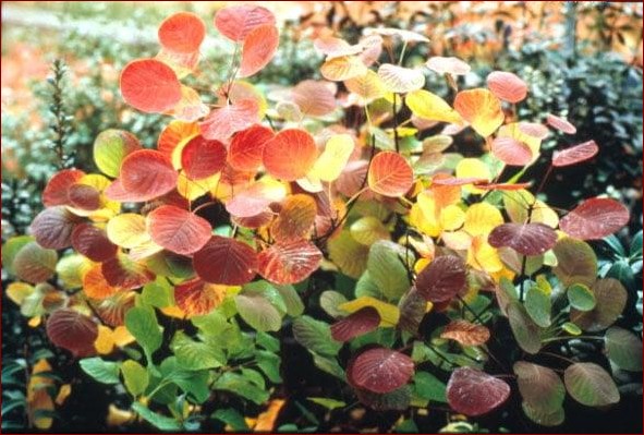 Perukowiec na pniu - Rewolucyjna metoda na naturalnie wyglądające włosy