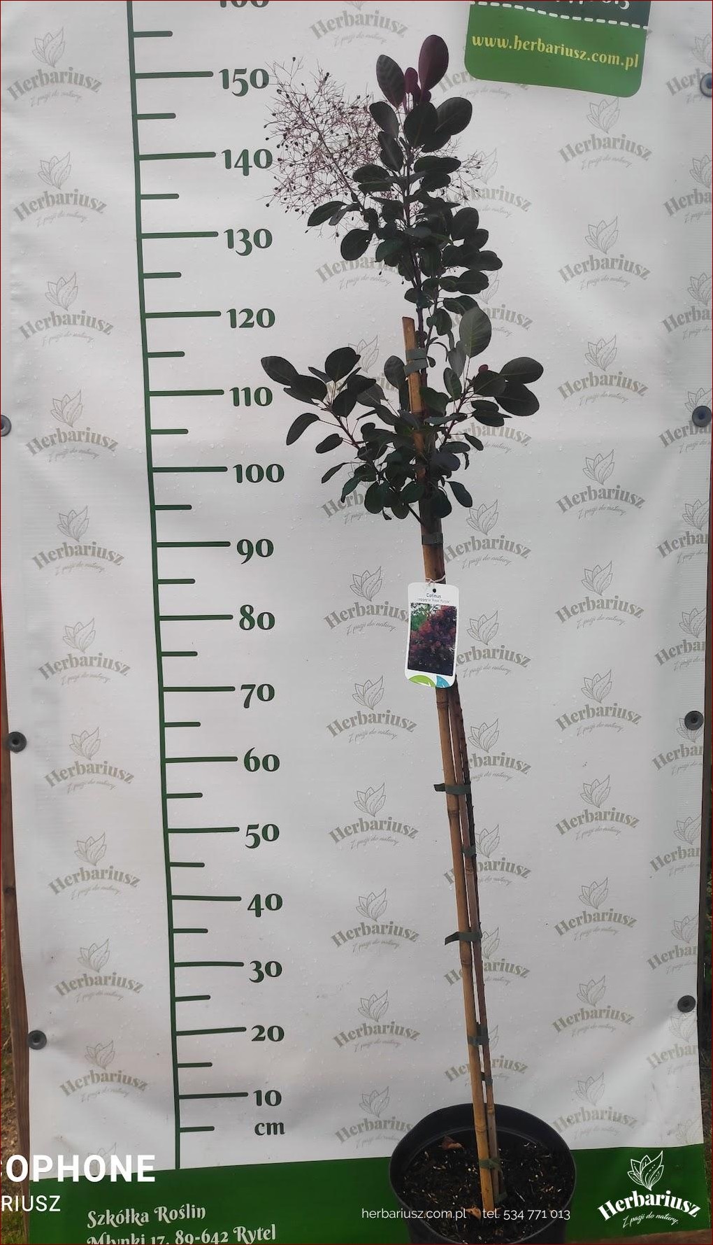 Perukowiec na pniu - Rewolucyjna metoda na naturalnie wyglądające włosy