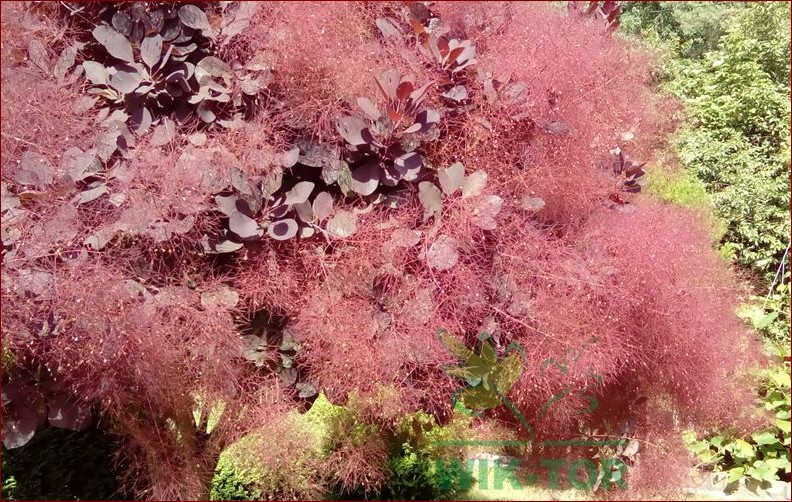 Perukowiec na pniu - Rewolucyjna metoda na naturalnie wyglądające włosy