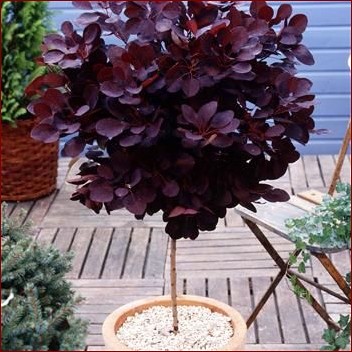 Perukowiec na pniu - Rewolucyjna metoda na naturalnie wyglądające włosy