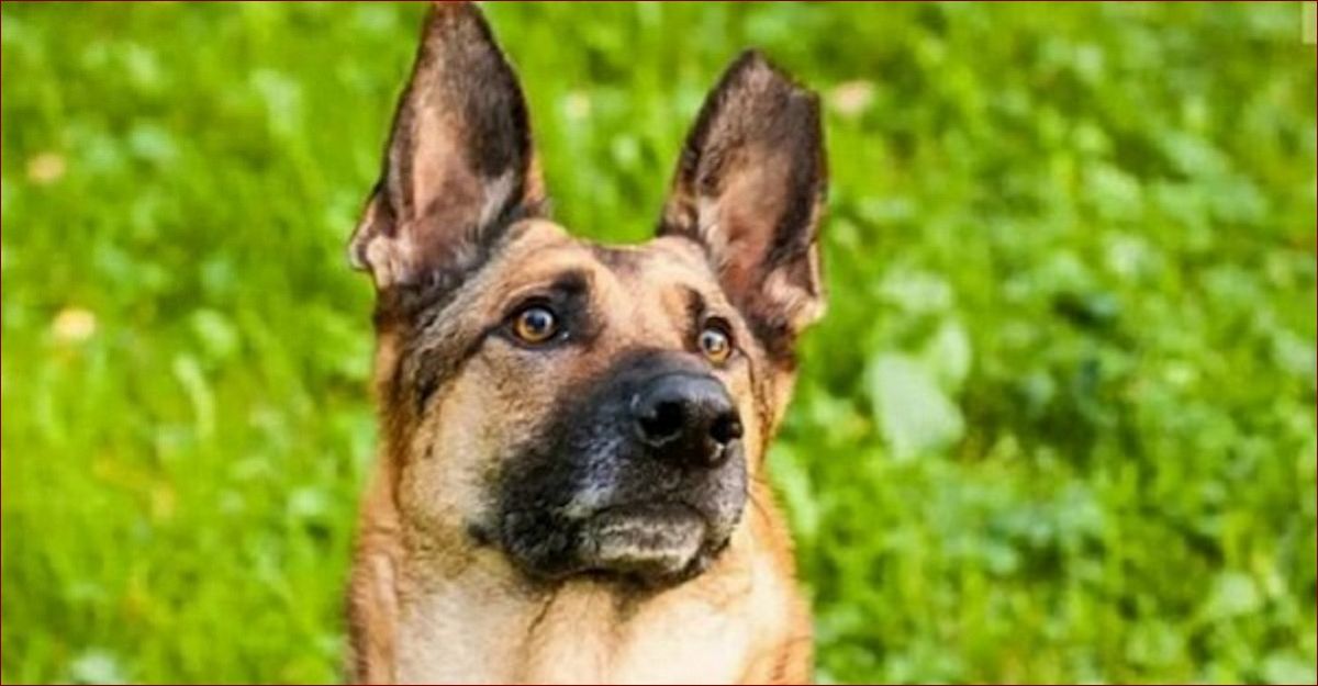 Pies charczy jakby się dusił? Poznaj 7 niepokojących przyczyn i dowiedz się, kiedy trzeba działać