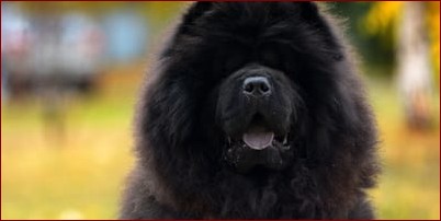 Pies Chow Chow - Dumny Strażnik z Puszystym Urokiem Starożytnych Chin