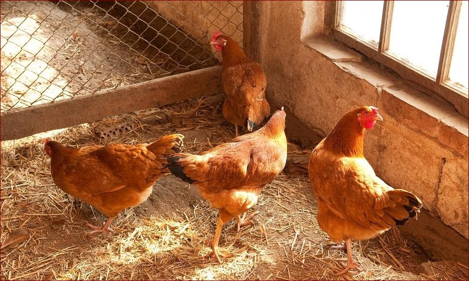 Pies Chow Chow - Dumny Strażnik z Puszystym Urokiem Starożytnych Chin