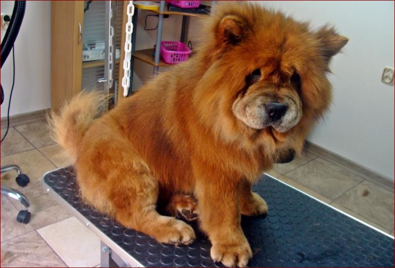 Pies Chow Chow - Dumny Strażnik z Puszystym Urokiem Starożytnych Chin