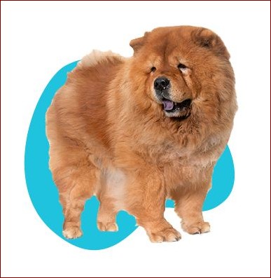 Pies Chow Chow - Dumny Strażnik z Puszystym Urokiem Starożytnych Chin