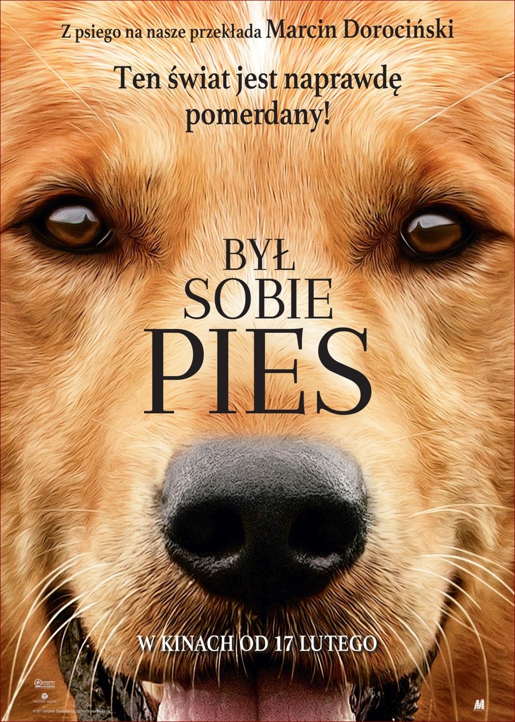 Pies nie może znaleźć sobie miejsca w nocy? Poznaj 5 skutecznych rozwiązań