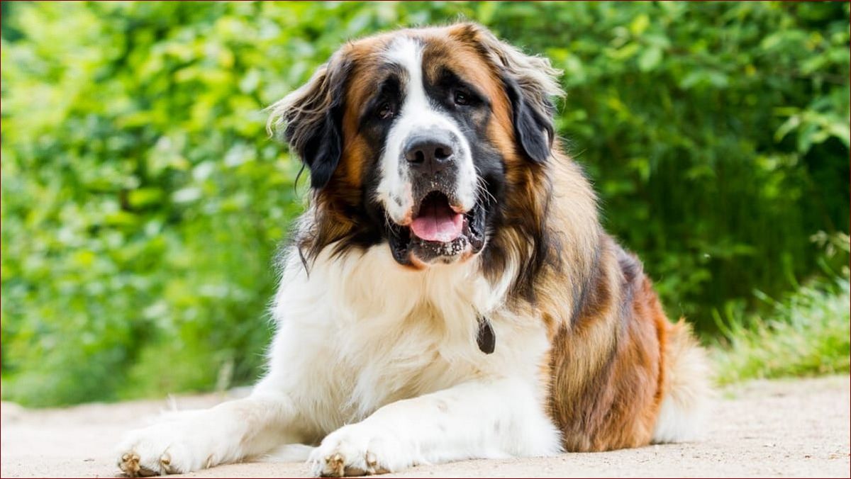 Pies stróżujący na podwórku - poznaj 7 kluczowych korzyści, które zwiększą bezpieczeństwo