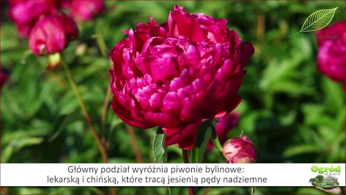 Piwonie nie kwitną? Poznaj 7 skutecznych sposobów na przywrócenie kwitnienia