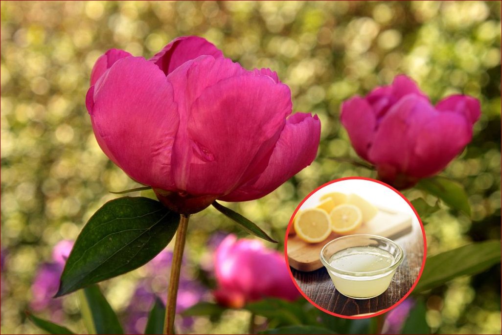 Piwonie nie kwitną? Poznaj 7 skutecznych sposobów na przywrócenie kwitnienia