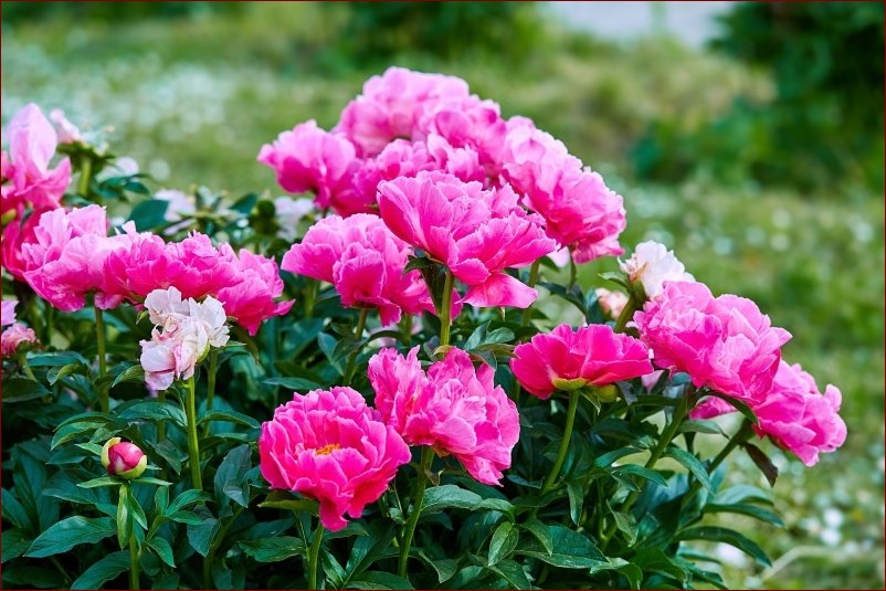 Piwonie nie kwitną? Poznaj 7 skutecznych sposobów na przywrócenie kwitnienia