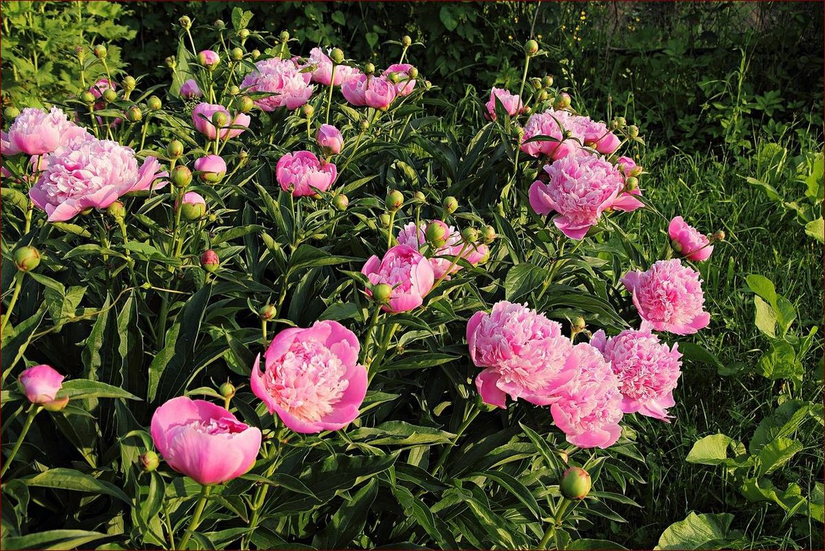Piwonie nie kwitną? Poznaj 7 skutecznych sposobów na przywrócenie kwitnienia