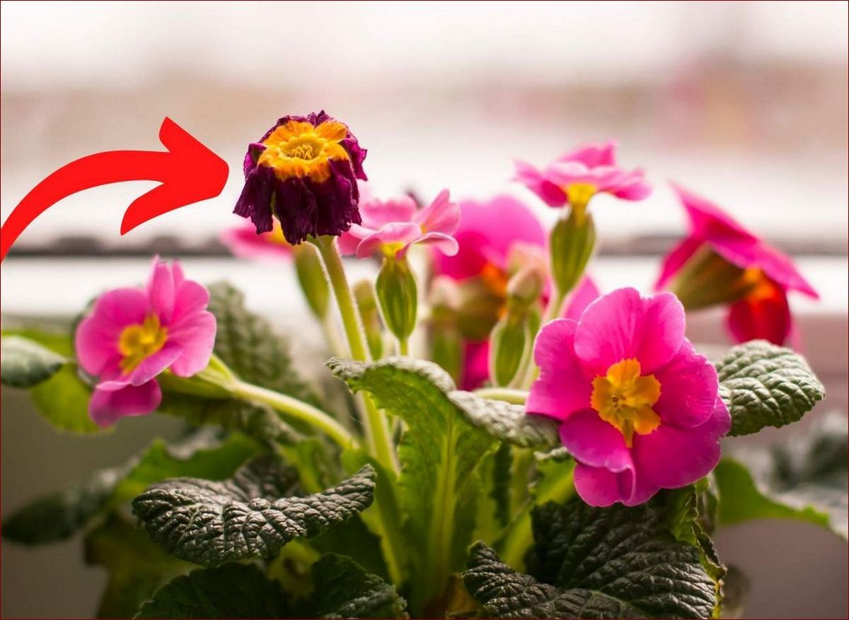 Prymulki jak dbać: Sekret Bujnych, Kolorowych Kwiatów w Twoim Ogrodzie