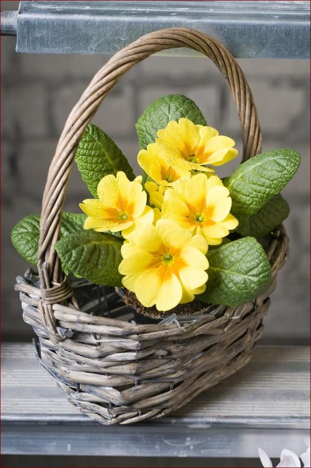 Prymulki jak dbać: Sekret Bujnych, Kolorowych Kwiatów w Twoim Ogrodzie