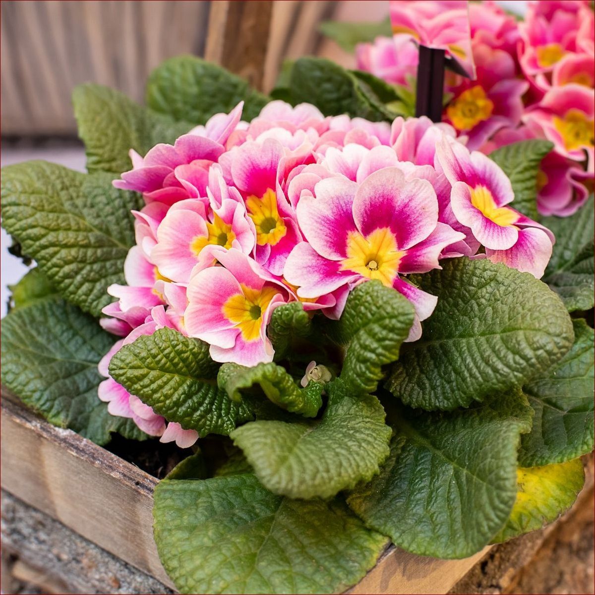 Prymulki jak dbać: Sekret Bujnych, Kolorowych Kwiatów w Twoim Ogrodzie