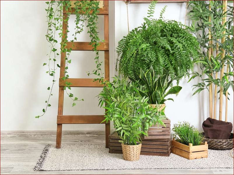 Kwiaty doniczkowe cieniolubne - odkryj sekretną oazę zieleni dla Twojego domu