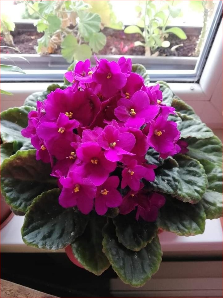 Kwiaty doniczkowe cieniolubne - odkryj sekretną oazę zieleni dla Twojego domu