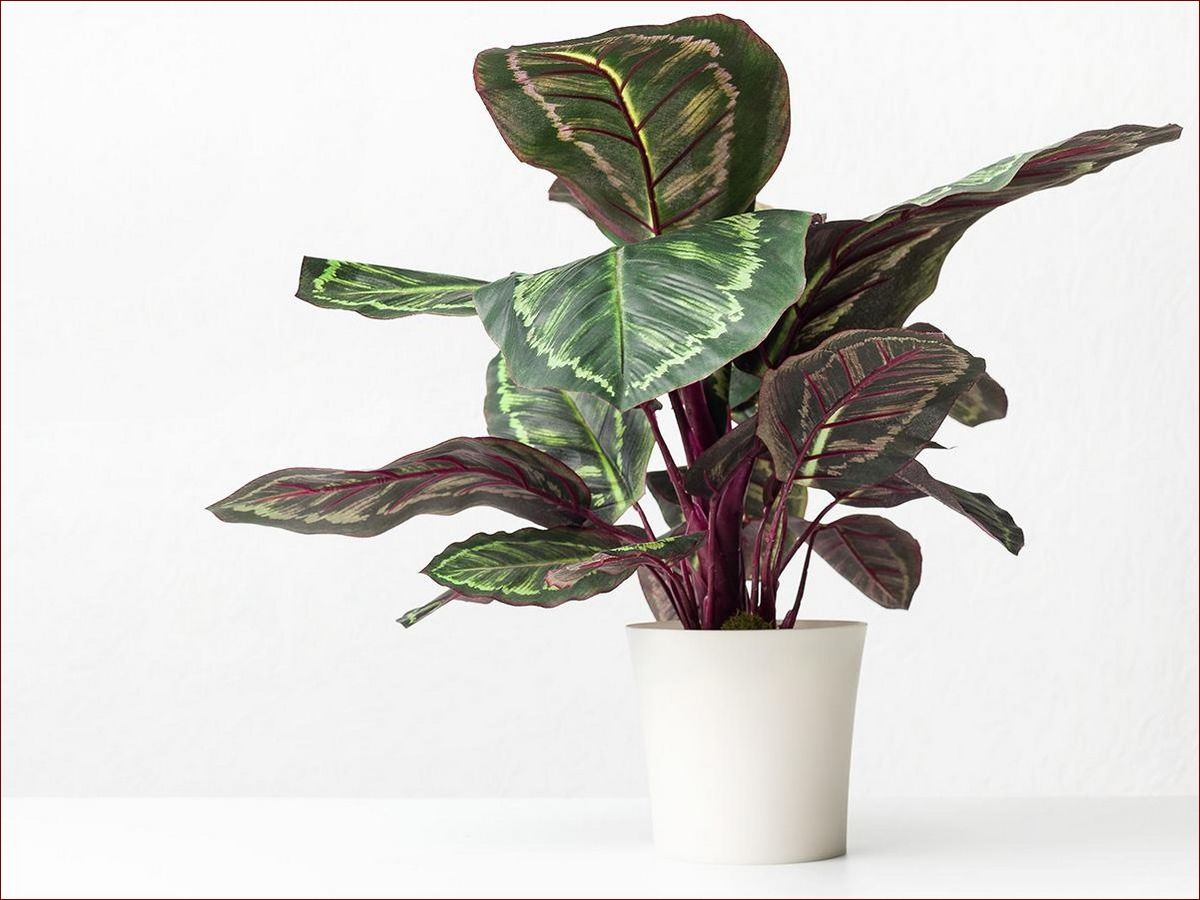 Kwiaty doniczkowe cieniolubne - odkryj sekretną oazę zieleni dla Twojego domu