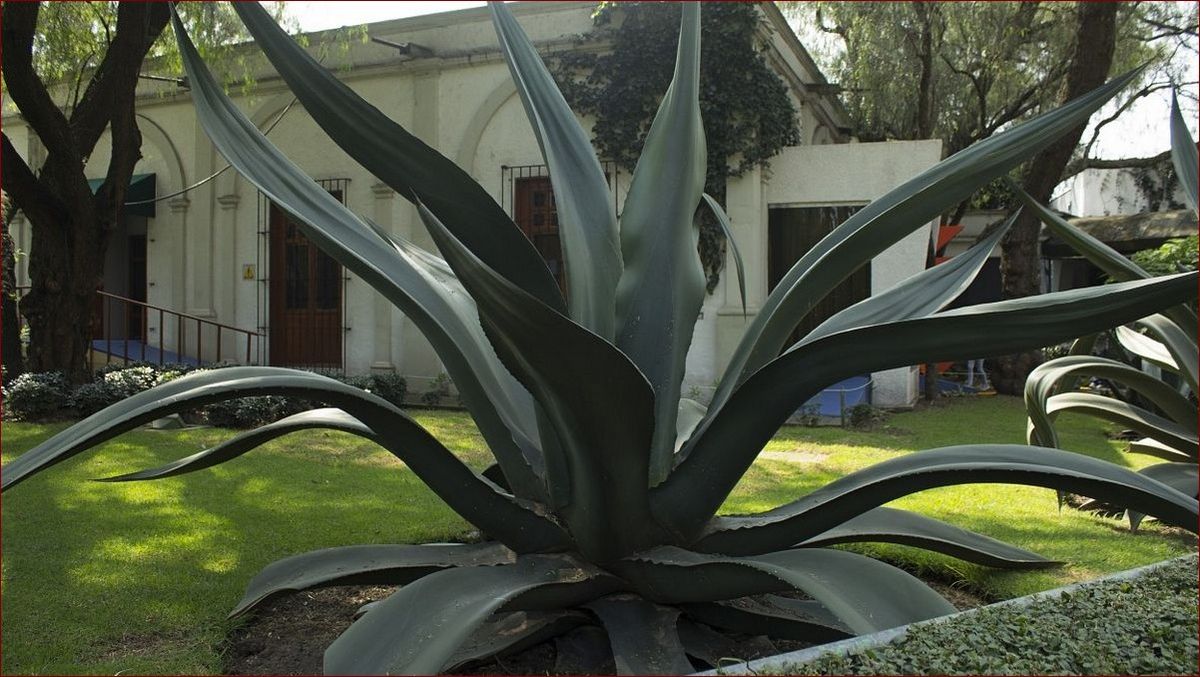 Rośliny egzotyczne do ogrodu: Stwórz bajeczną oazę tropikalnych barw i kształtów