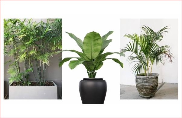 Rośliny egzotyczne do ogrodu: Stwórz bajeczną oazę tropikalnych barw i kształtów